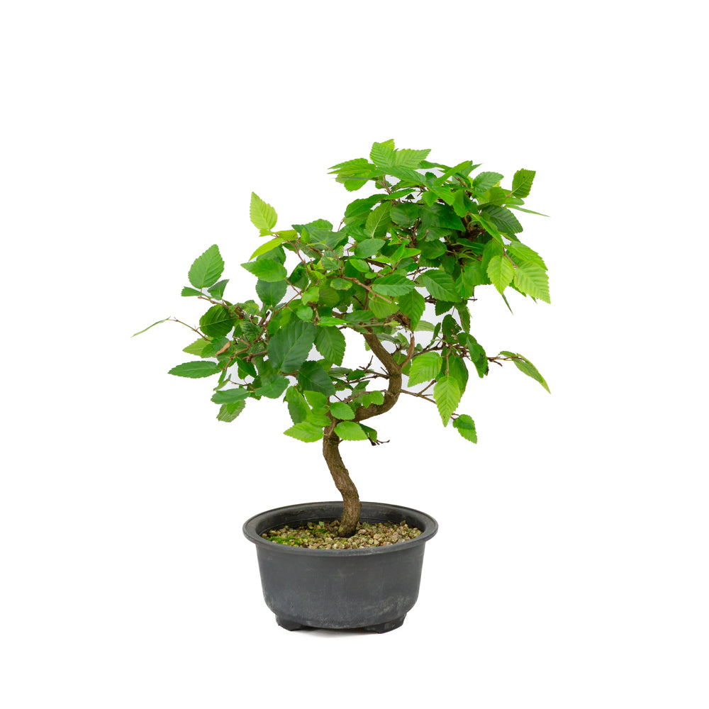 Carpinus coreana pot en plastique 12 cm, hauteur ~30 cm