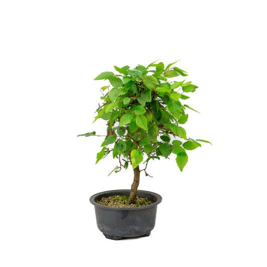 Carpinus coreana pot en plastique 12 cm, hauteur ~30 cm