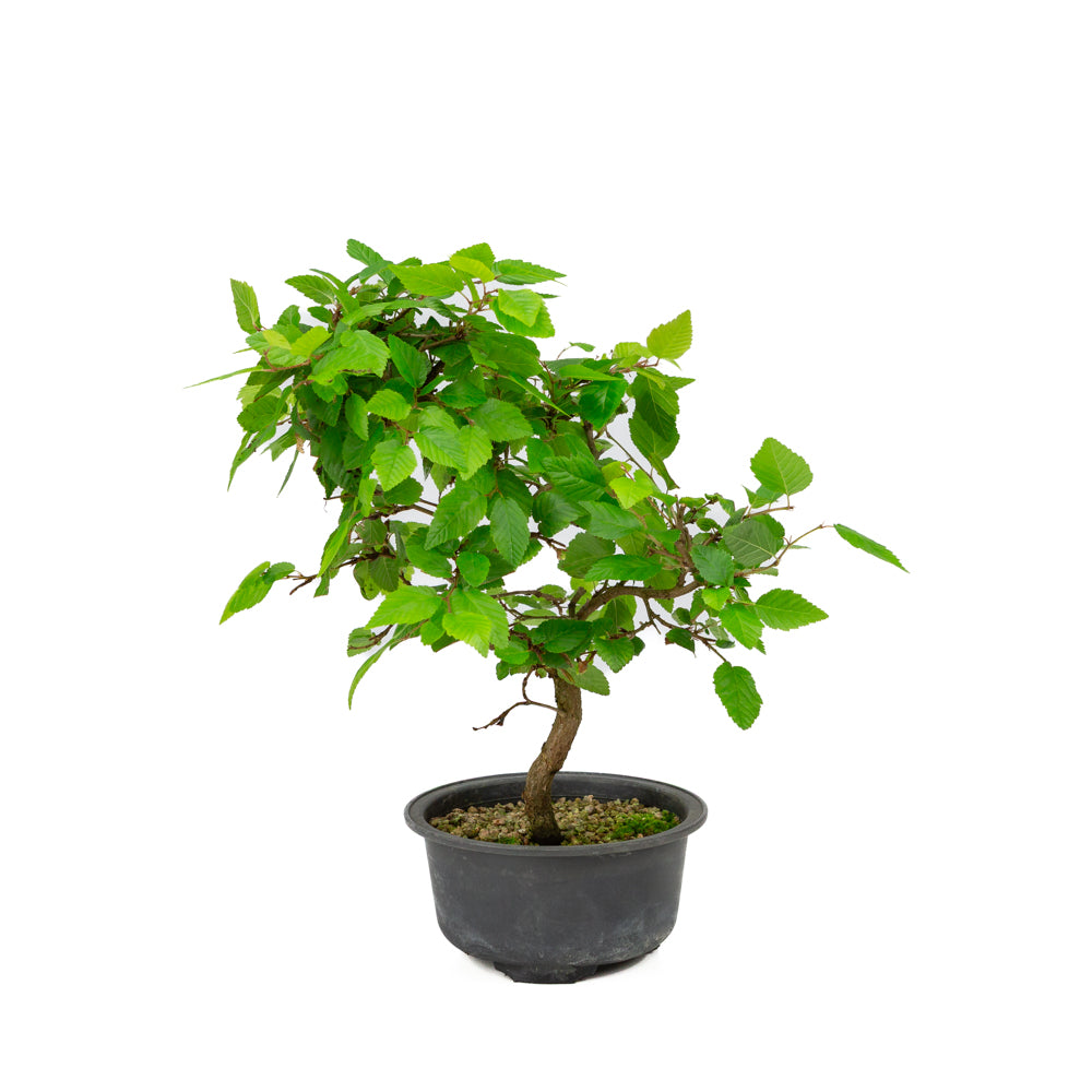 Carpinus coreana pot en plastique 12 cm, hauteur ~30 cm