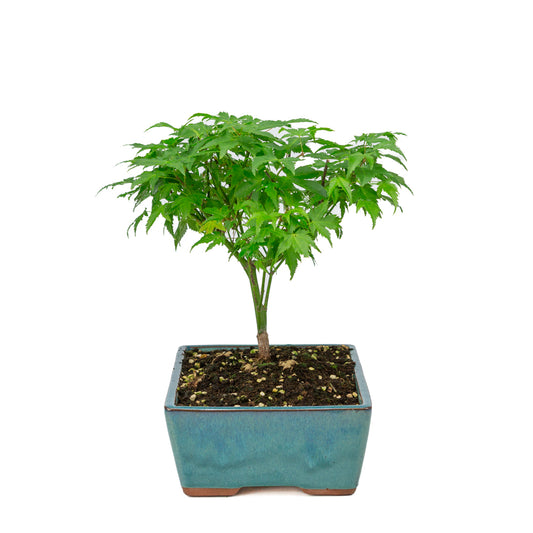 Acer palmatum 'Little Princess' grüner rechteckiger Topf 25cm, Höhe ~35cm