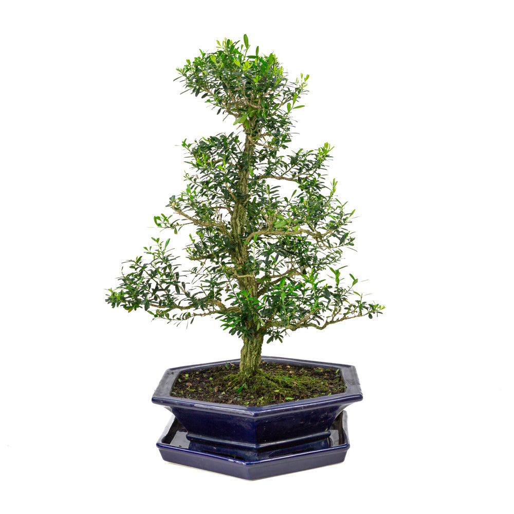 Buxus harlandii Bonsaï dans un pot bleu 32 cm, hauteur ~60 cm