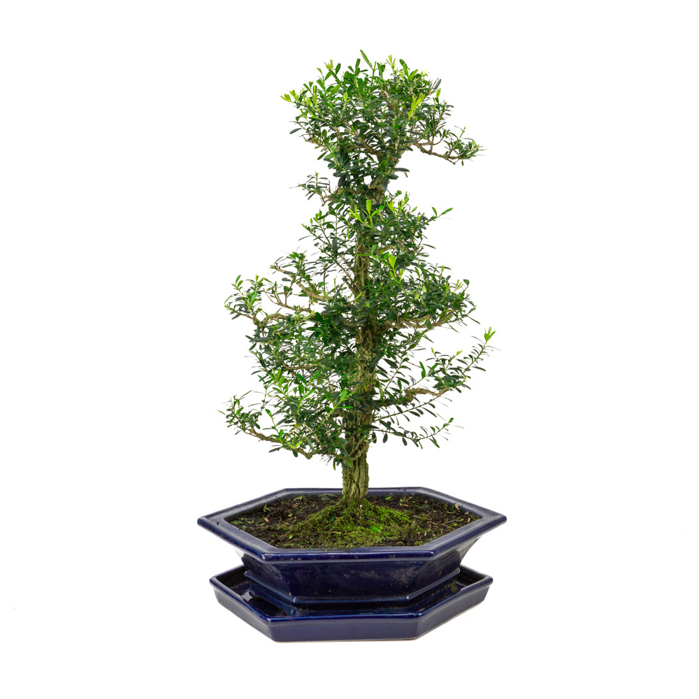 Buxus harlandii Bonsaï dans un pot bleu 32 cm, hauteur ~60 cm