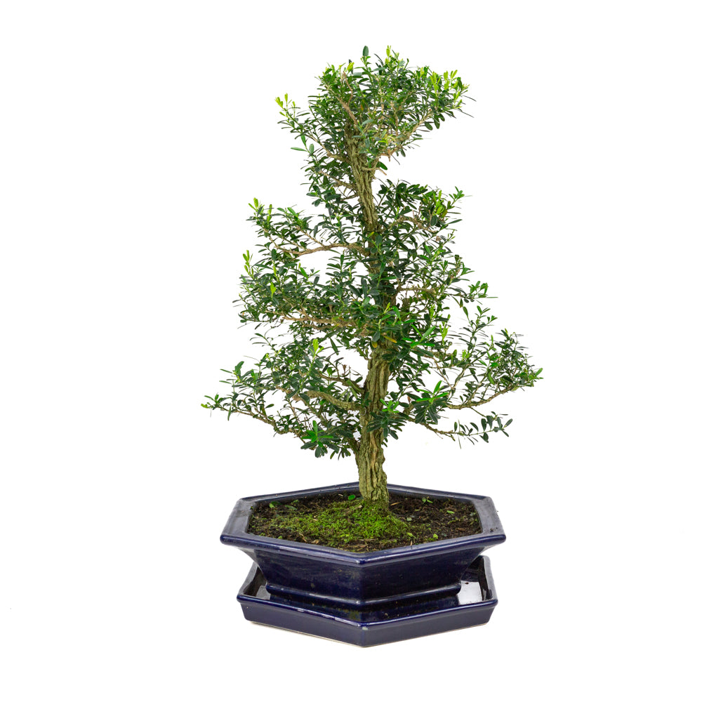 Buxus harlandii Bonsaï dans un pot bleu 32 cm, hauteur ~60 cm