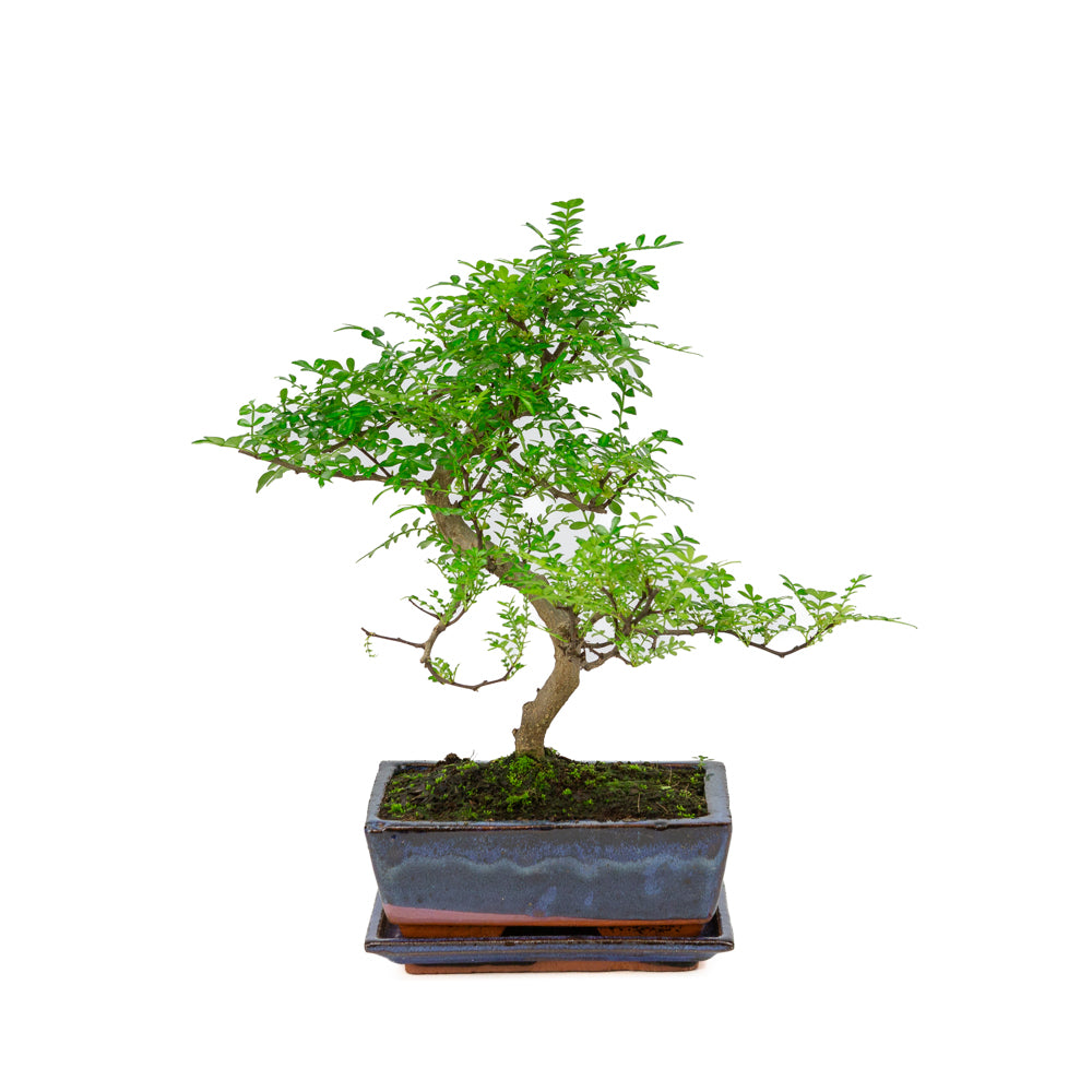 Zanthoxylum piperitium Bonsai in blauwe pot 20cm, hoogte ~33cm