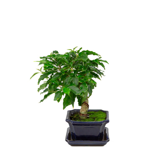 Bougainvillea glabra Bonsai in a blue rectangular pot 14cm, height ~28cm