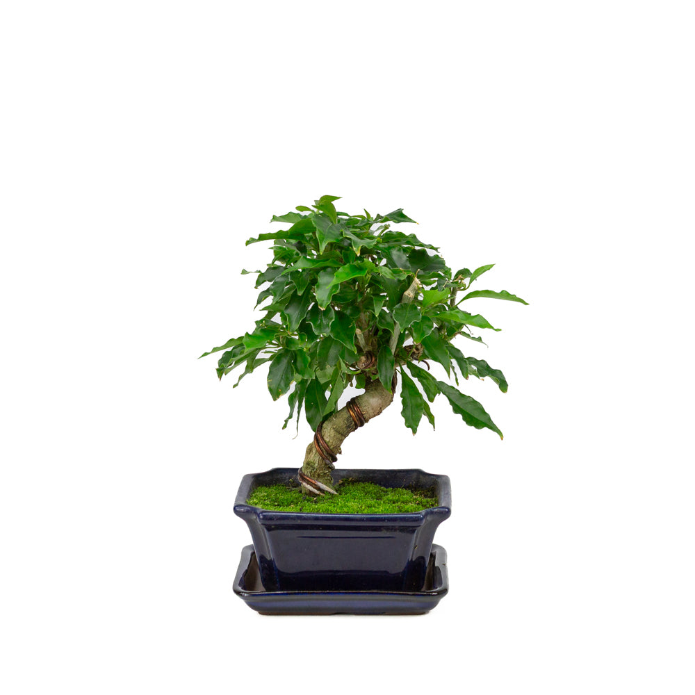 Bougainvillea glabra Bonsai in a blue rectangular pot 14cm, height ~28cm