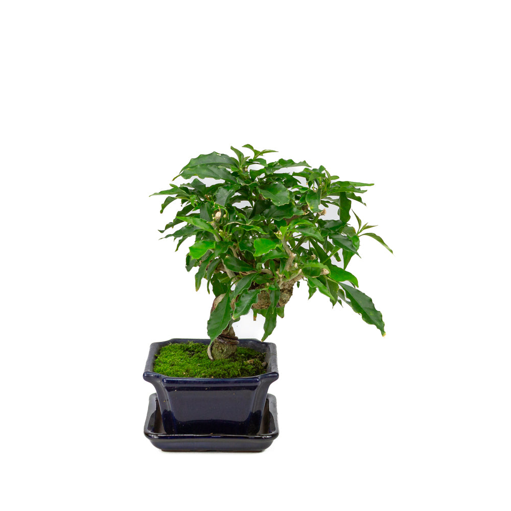 Bougainvillea glabra Bonsai in a blue rectangular pot 14cm, height ~28cm