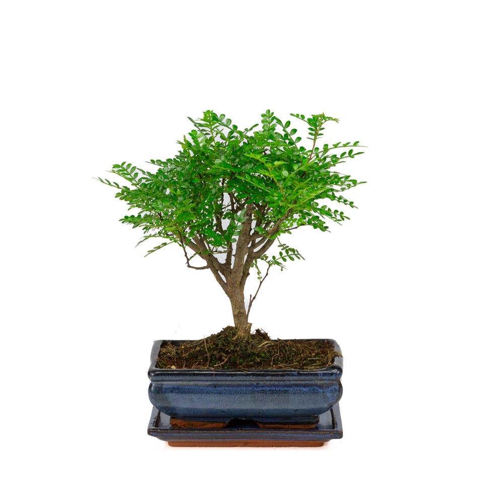 Zanthoxylum piperitium Bonsai in blauwe pot 20cm, hoogte ~32cm