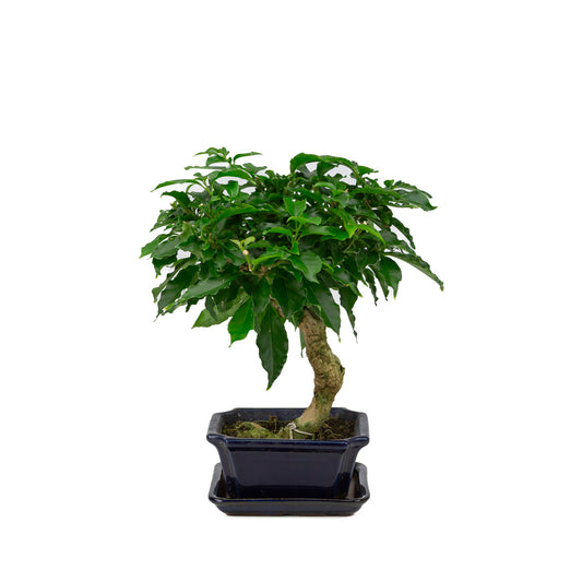 Bougainvillea glabra Bonsai in blauwe rechthoekige pot 14cm, hoogte ~30cm