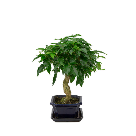 Bougainvillea glabra Bonsai in blauwe rechthoekige pot 14cm, hoogte ~30cm