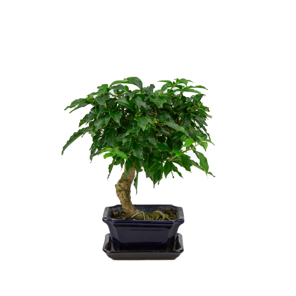 Bougainvillea glabra Bonsai in blauwe rechthoekige pot 14cm, hoogte ~30cm