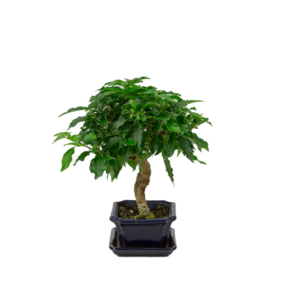 Bougainvillea glabra Bonsai in blauwe rechthoekige pot 14cm, hoogte ~30cm