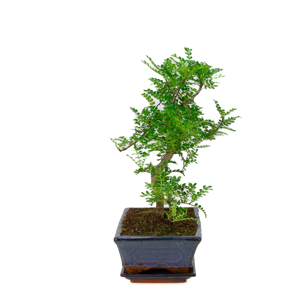 Zanthoxylum piperitium Bonsaï en pot bleu 25 cm, hauteur ~48 cm