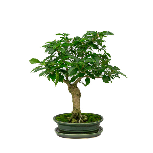Bougainvillea glabra Bonsai in groene ovale pot 18cm, hoogte ~35cm