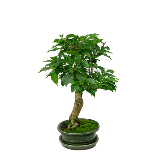 Bougainvillea glabra Bonsai in groene ovale pot 18cm, hoogte ~35cm