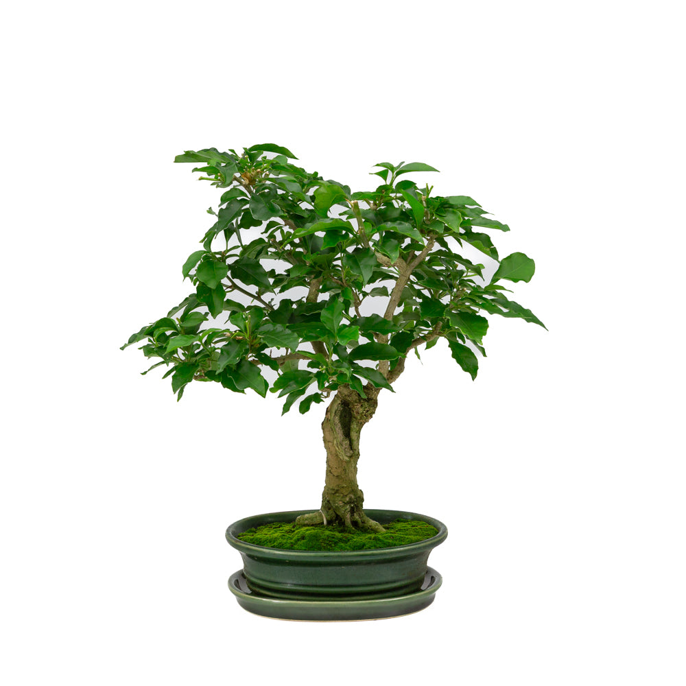 Bougainvillea glabra Bonsai in groene ovale pot 18cm, hoogte ~35cm