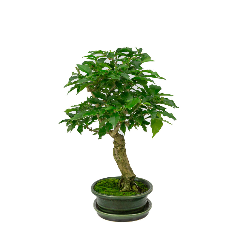 Bougainvillea glabra Bonsai in groene ovale pot 18cm, hoogte ~35cm