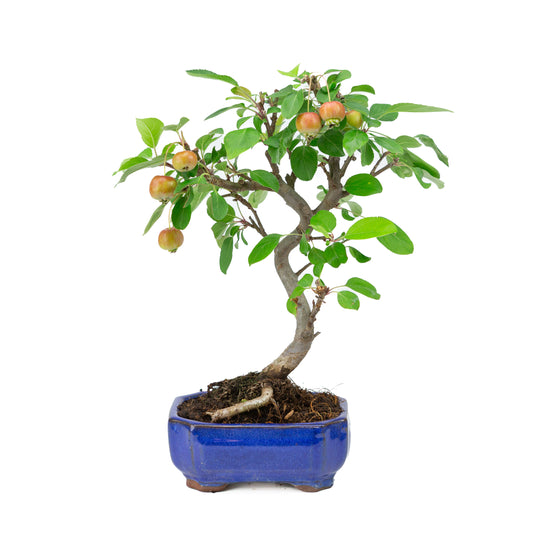 Malus domestica pot rectangulaire bleu 16 cm, hauteur ~40 cm