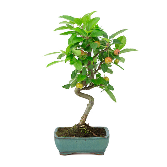 Malus halliana groene rechthoekige pot 16cm, hoogte ~36cm