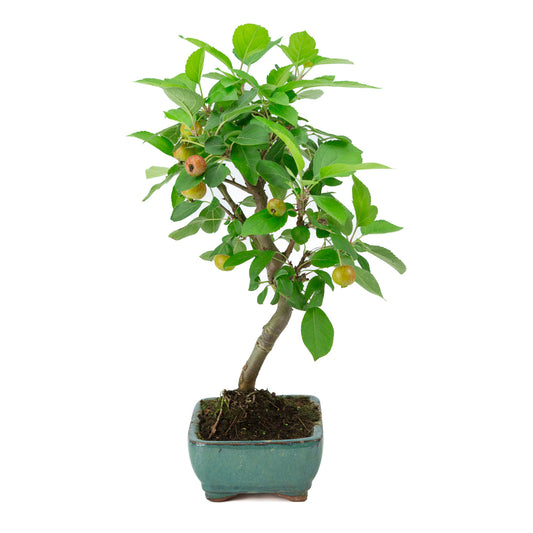 Malus halliana groene rechthoekige pot 16cm, hoogte ~36cm