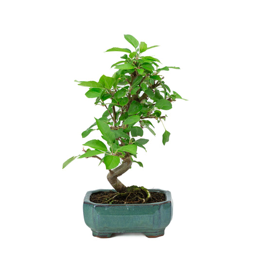 Malus domestica pot rectangulaire vert 16 cm, hauteur ~40 m