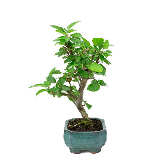 Malus domestica pot rectangulaire vert 16 cm, hauteur ~40 m