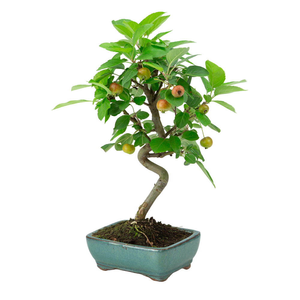 Malus halliana groene rechthoekige pot 16cm, hoogte ~36cm
