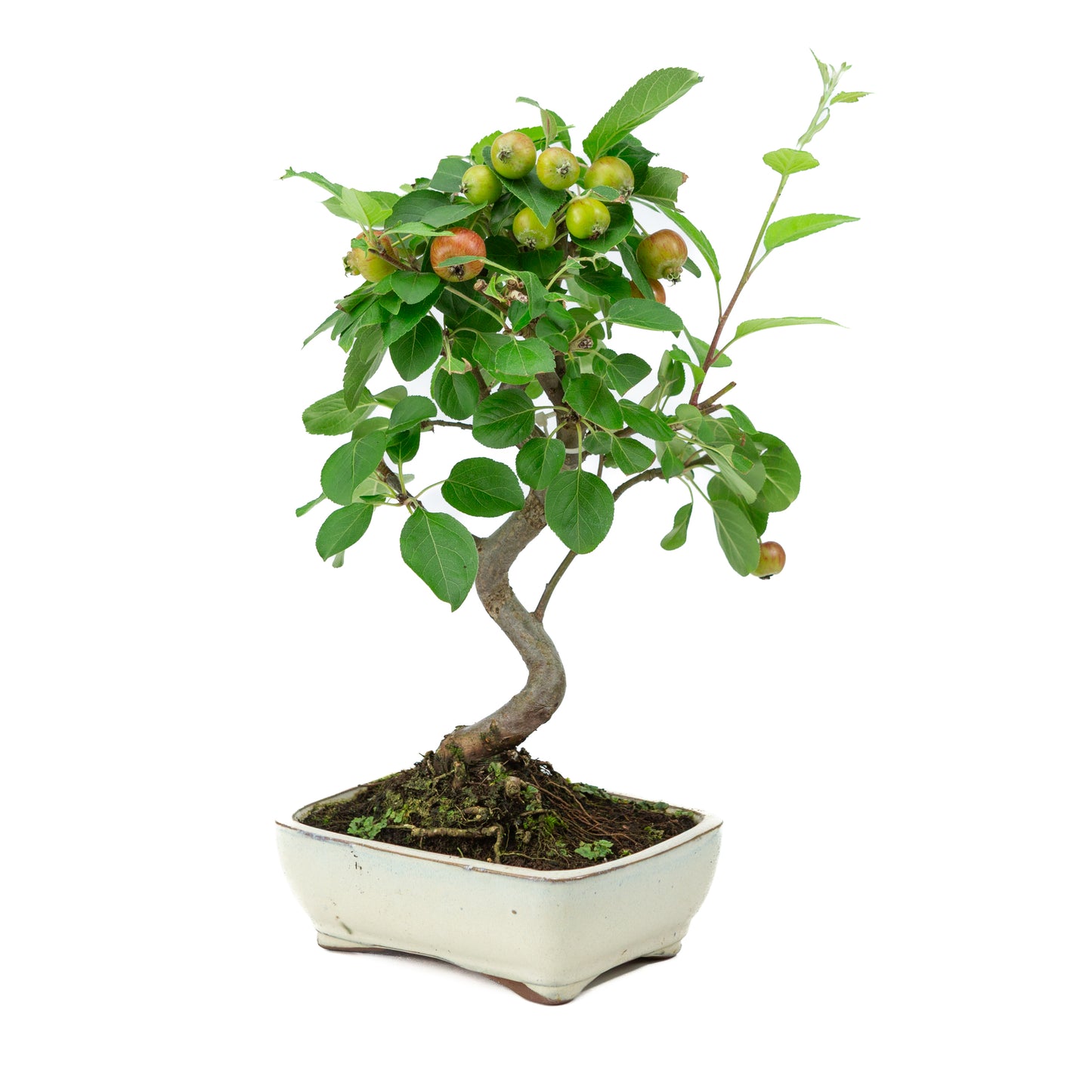 Malus halliana pot rectangulaire crème 16 cm, hauteur ~34 cm