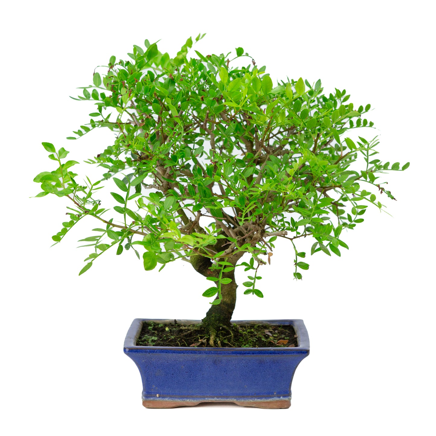 Bonsai Pistacia blauwe rechthoekige pot 20cm, hoogte ~36cm