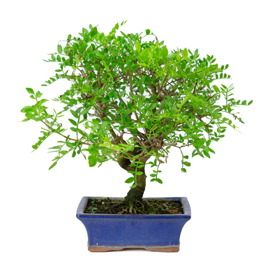 Bonsai Pistacia blauwe rechthoekige pot 20cm, hoogte ~36cm