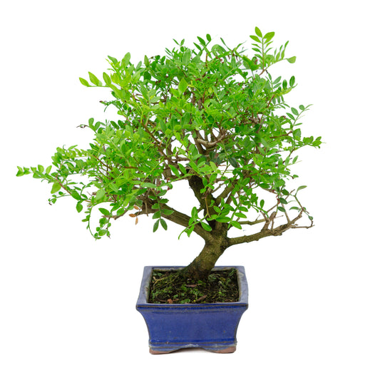 Bonsai Pistacia blauwe rechthoekige pot 20cm, hoogte ~36cm