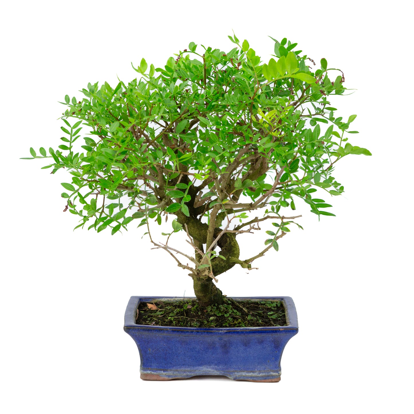 Bonsai Pistacia blauwe rechthoekige pot 20cm, hoogte ~36cm