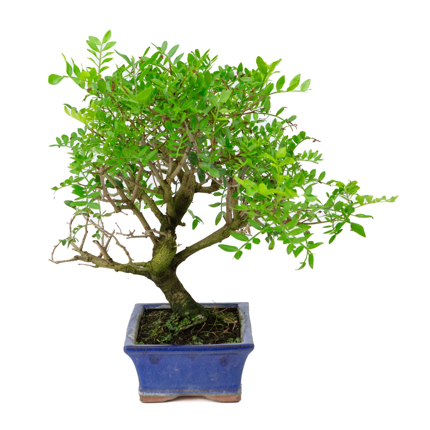 Bonsai Pistacia blauwe rechthoekige pot 20cm, hoogte ~36cm