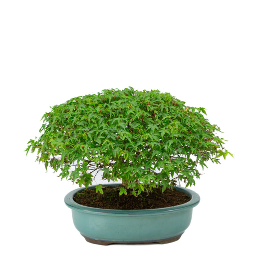 Acer palmatum 'Kiyohime' groene ovale pot 23cm, hoogte ~25cm