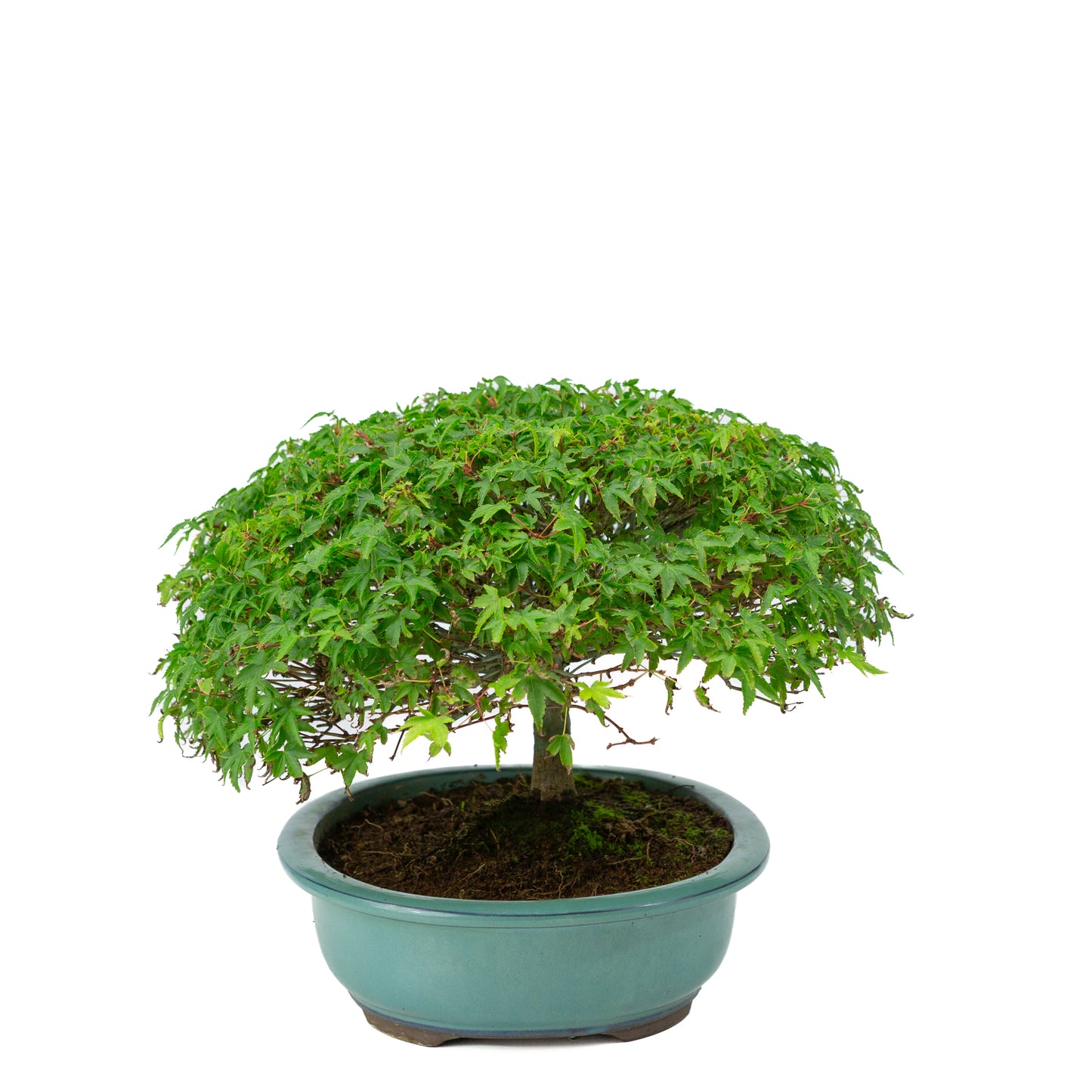 Acer palmatum 'Kiyohime' groene ovale pot 23cm, hoogte ~25cm