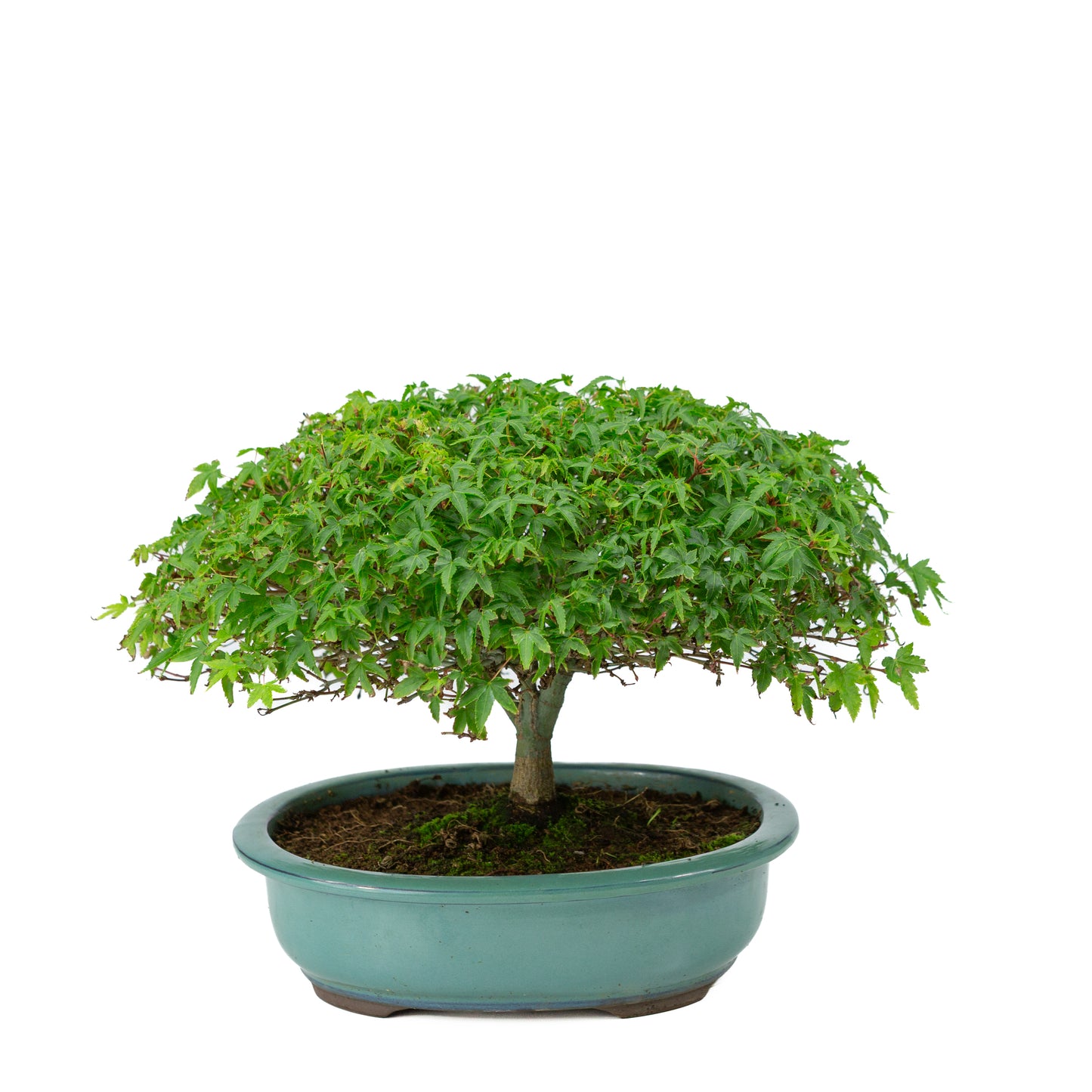Acer palmatum 'Kiyohime' groene ovale pot 23cm, hoogte ~25cm