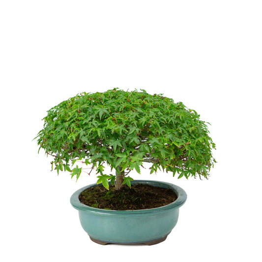 Acer palmatum 'Kiyohime' groene ovale pot 23cm, hoogte ~25cm