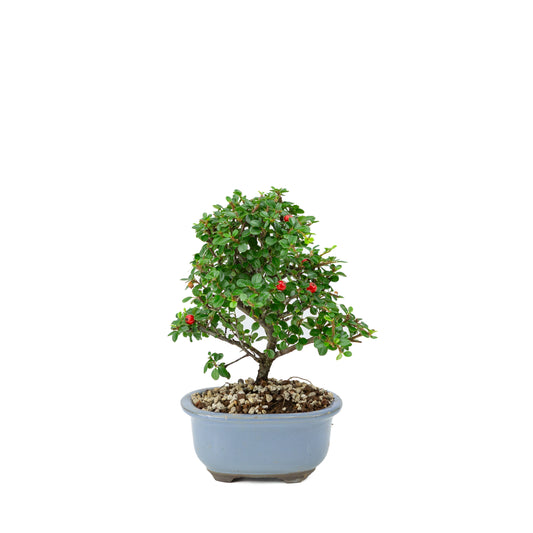 Shohin Bonsai Cotoneaster licht blauwe ovale pot 14cm, hoogte ~25cm