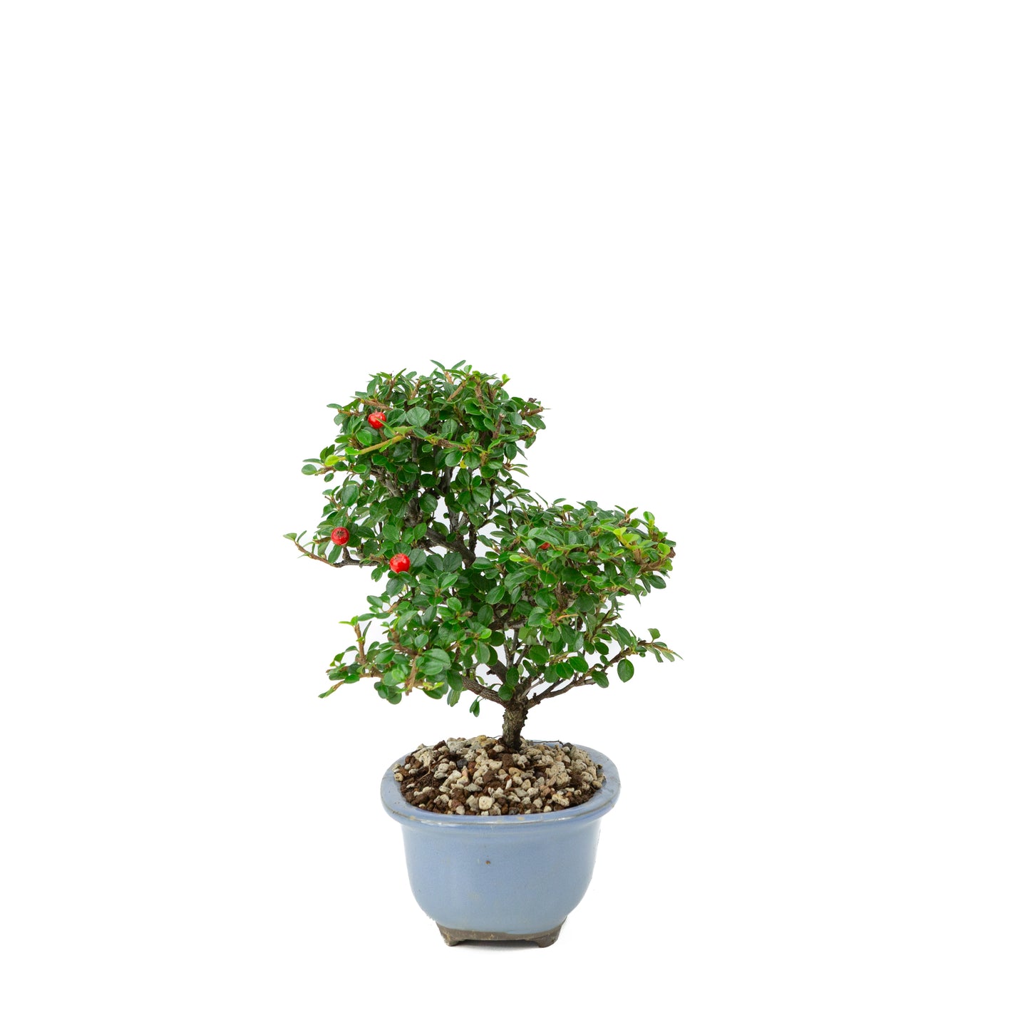 Shohin Bonsai Cotoneaster licht blauwe ovale pot 14cm, hoogte ~25cm