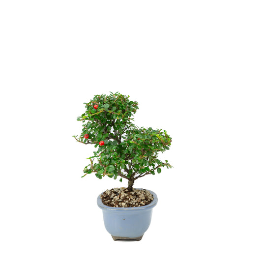 Shohin Bonsai Cotoneaster licht blauwe ovale pot 14cm, hoogte ~25cm