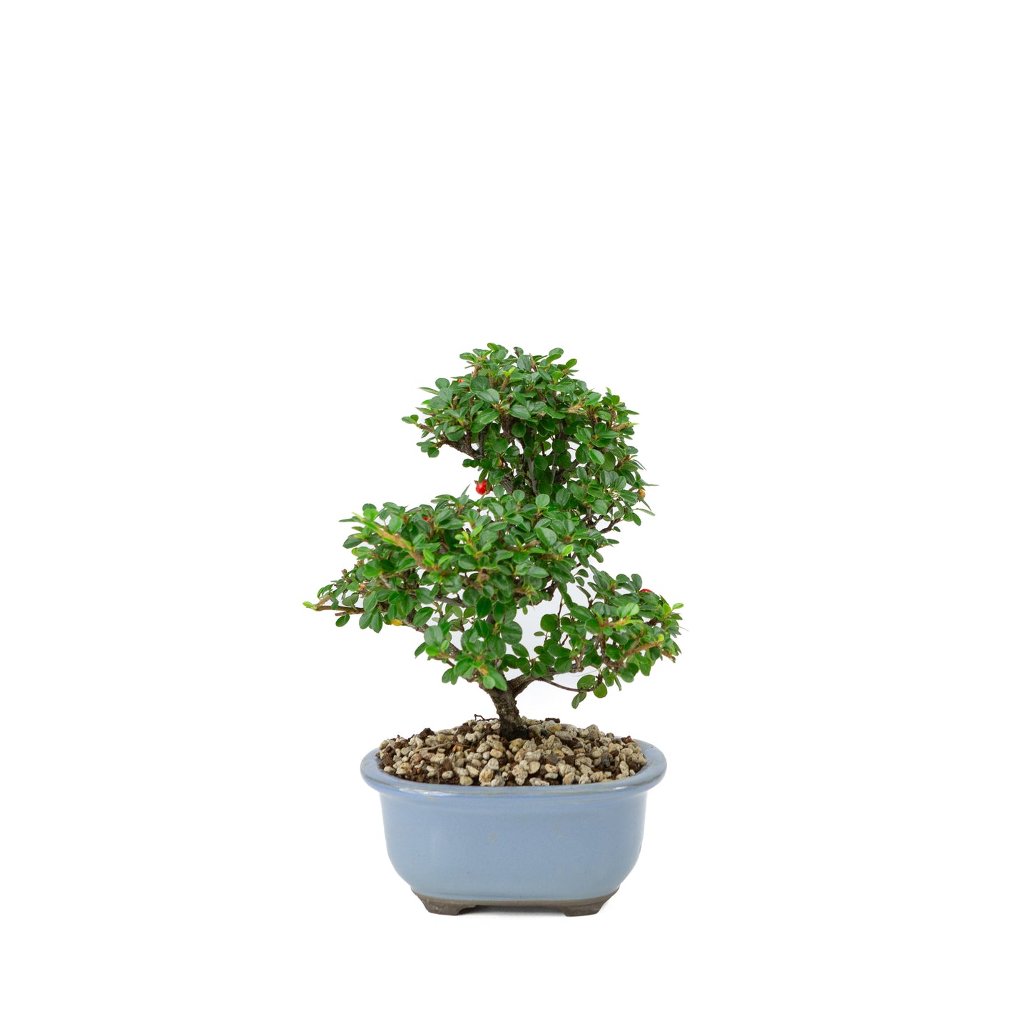 Shohin Bonsai Cotoneaster licht blauwe ovale pot 14cm, hoogte ~25cm