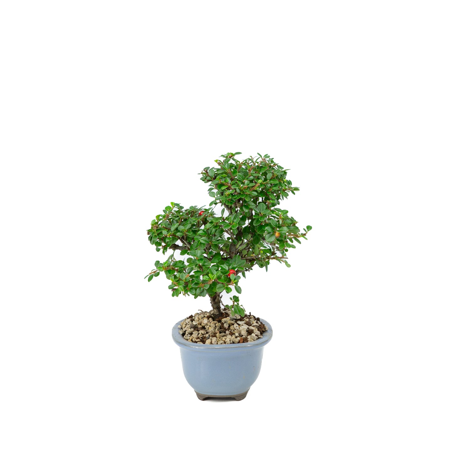 Shohin Bonsai Cotoneaster licht blauwe ovale pot 14cm, hoogte ~25cm