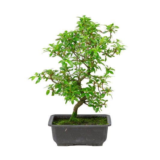 Rhododendron indicum 'Kokukonobi' plastic pot 19cm, hoogte ~36cm