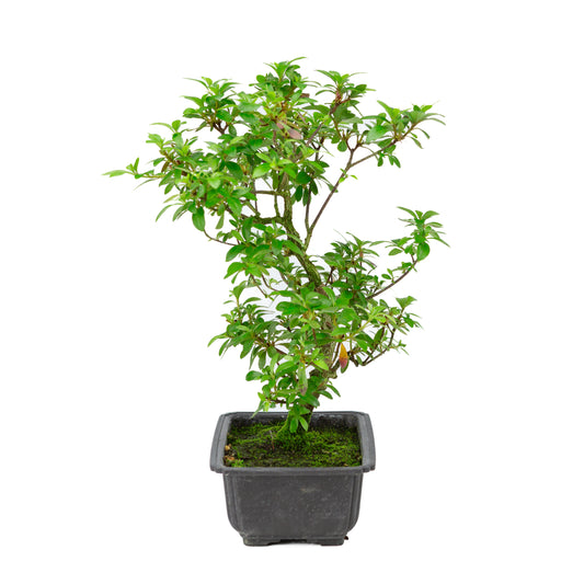 Rhododendron indicum 'Kokukonobi' plastic pot 19cm, hoogte ~36cm