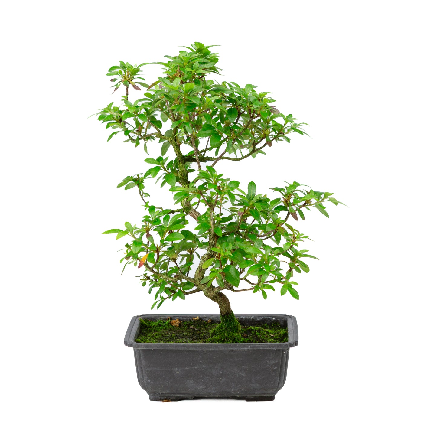 Rhododendron indicum 'Kokukonobi' plastic pot 19cm, hoogte ~36cm