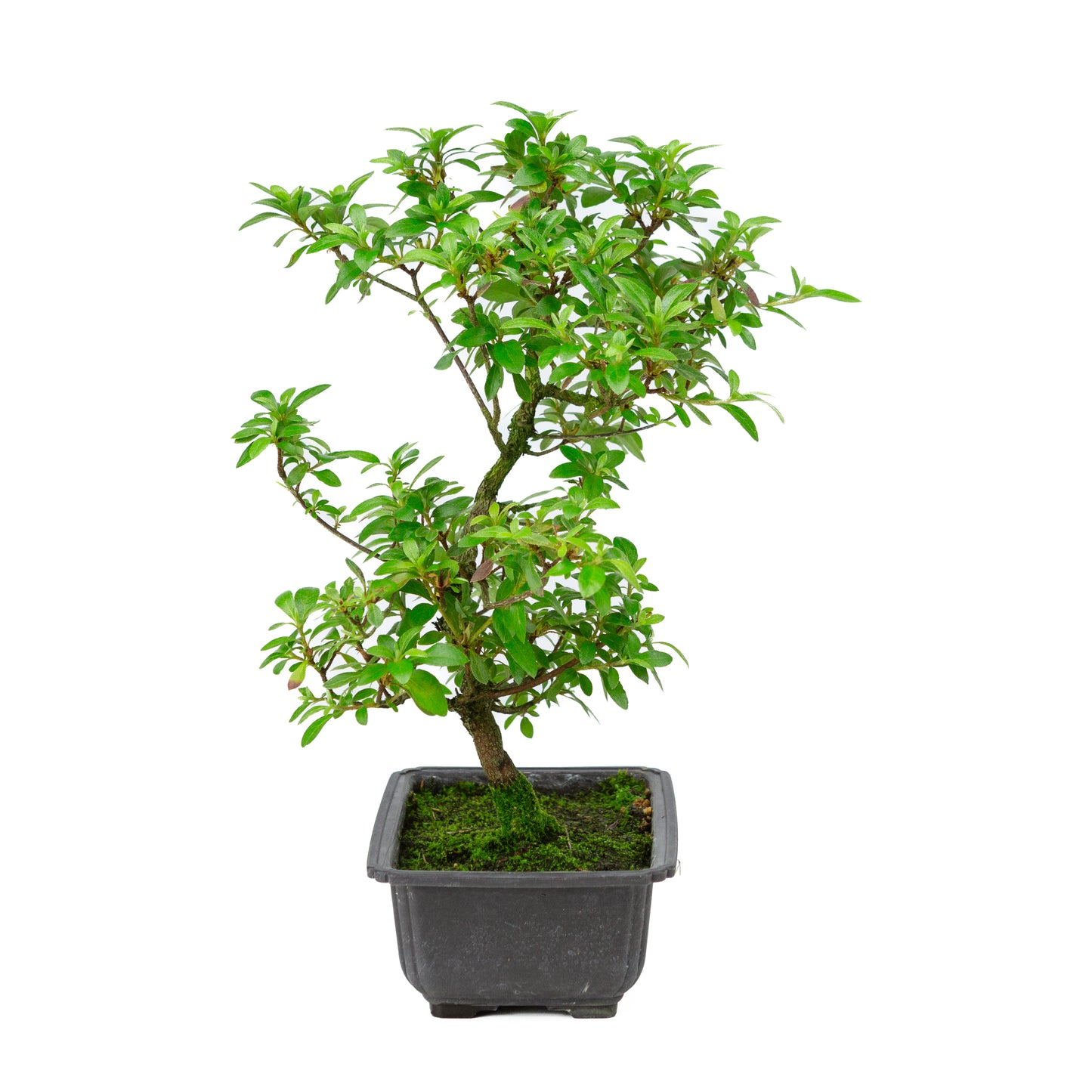 Rhododendron indicum 'Kokukonobi' plastic pot 19cm, hoogte ~36cm