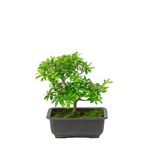 Rhododendron indicum 'Konotsuki' plastic pot 18cm, hoogte ~24cm