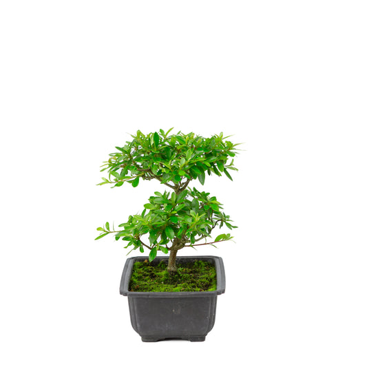 Rhododendron indicum 'Konotsuki' plastic pot 18cm, hoogte ~24cm