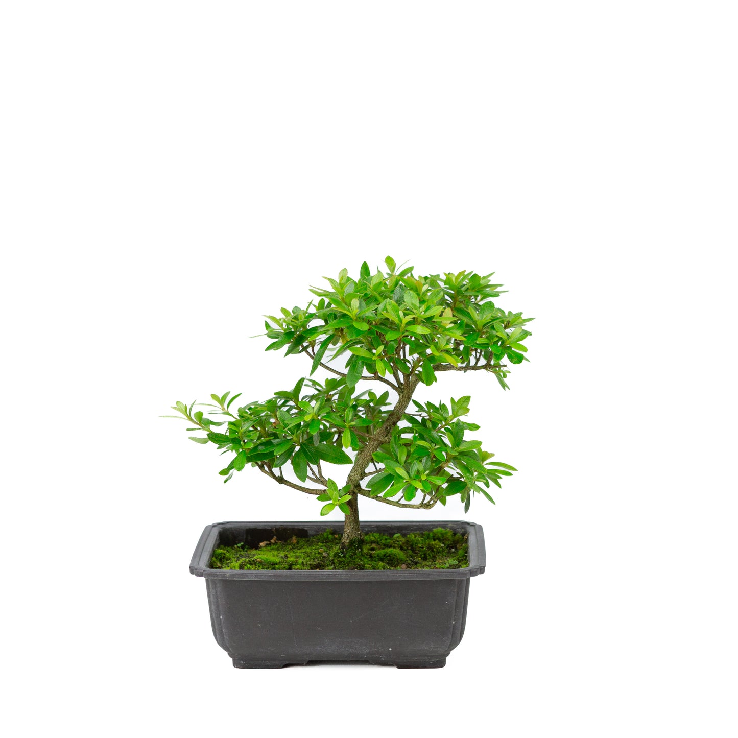 Rhododendron indicum 'Konotsuki' plastic pot 18cm, hoogte ~24cm