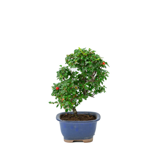 Shohin Bonsai Cotoneaster blauwe rechthoekige pot met afgeronde hoeken 12cm, hoogte ~26cm
